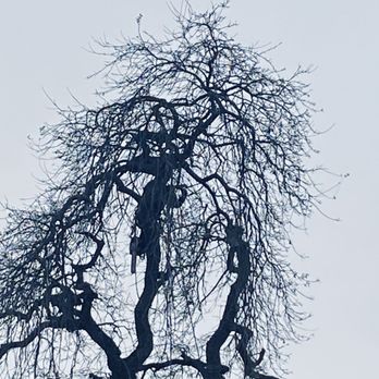 Julian Tree Care - Can you find him? He's in there - Tree Services Near Me Julian Tree Care - Can you find him? He's in there - Tree Services Near Me