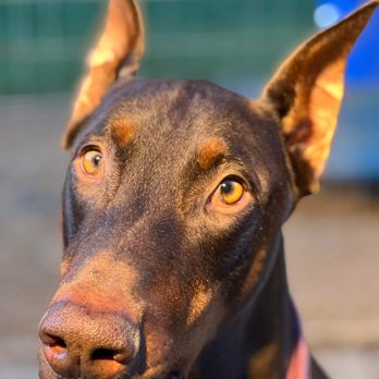 Arfordable Dog Training - Pet Training Near Me - Converse, Texas Arfordable Dog Training - Pet Training Near Me - Converse, Texas