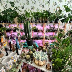 The Curious Plantaholic