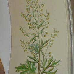 Farmacia Santa Maria della Scala