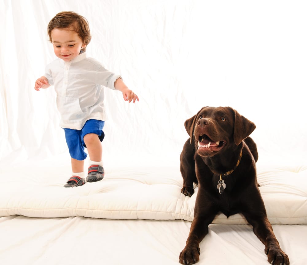 Dogspeak - pet boarding facility in San Jose, CA
