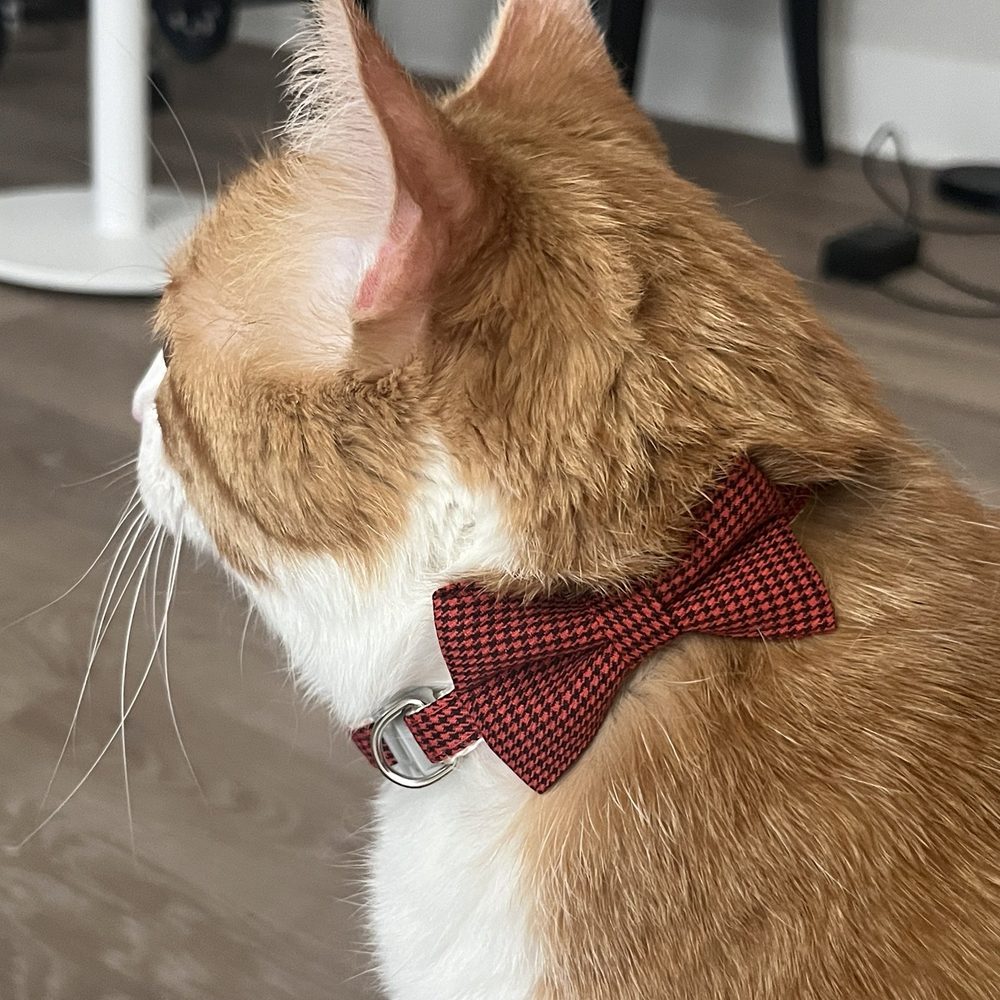 Pet Beloved - Cat - Pet Groomers Near Me - San Diego, California Pet Beloved - Cat - Pet Groomers Near Me - San Diego, California