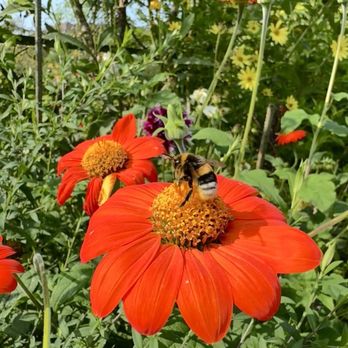 Jardins et Maison de Claude Monet - Bee - Museums Near Me - Giverny, 27