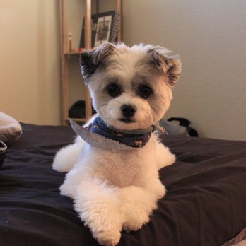 Jasmine Pet Grooming - First time getting groomed at Judy's:) - Pet Groomers Near Me - Brea, California