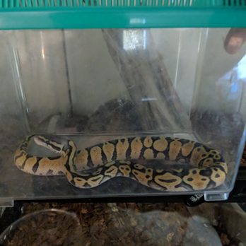 Snakes At Sunset - My new baby is beautiful. He came on time, healthy and active. I love him. It was a pleasure dealing with Snakes at Sunset. - Pet Stores Near Me - Miami, Florida Snakes At Sunset - My new baby is beautiful. He came on time, healthy and active. I love him. It was a pleasure dealing with Snakes at Sunset. - Pet Stores Near Me - Miami, Florida