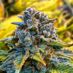 Sweet Leaf Pioneer - Chunky!