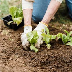 Enhance your soil health for lush, vibrant gardens year-round.
