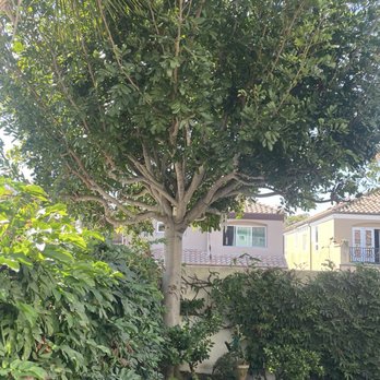 Landscaping By Cruz Tree Services - Tree. - Lawn Services Near Me Landscaping By Cruz Tree Services - Tree. - Lawn Services Near Me