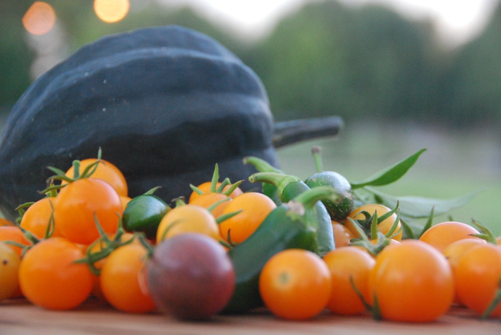 FOOD ROOF Farm - social services organization in Saint Louis, MO