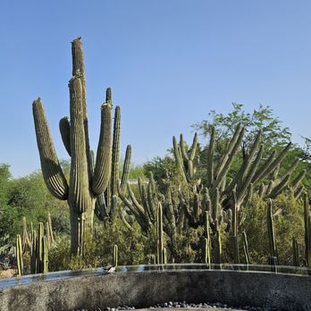 Desert Botanical Garden - A beautiful and tranquil garden. - Botanical Gardens Near Me - Phoenix, Arizona