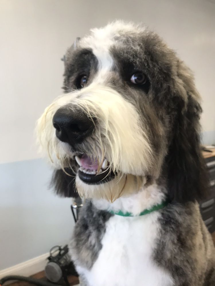 PAMPERED PET SALON Updated July 2024 128 Photos & 33 Reviews 1136