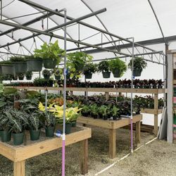 Bijan Tropicals