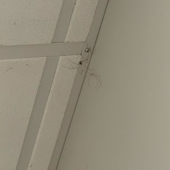 Centennial Plaza Resort - Spiders - Hotels Near Me - Gulfport, Mississippi Centennial Plaza Resort - Spiders - Hotels Near Me - Gulfport, Mississippi