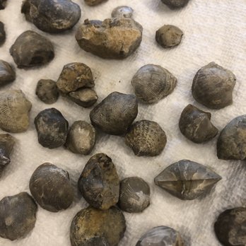 Fossil & Prairie Center - Brachiopods - Parks Near Me - Rockford, Iowa Fossil & Prairie Center - Brachiopods - Parks Near Me - Rockford, Iowa