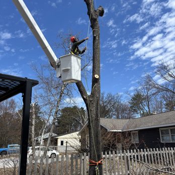 Uproot Tree Service - Tree Services Near Me - Marquette, Michigan Uproot Tree Service - Tree Services Near Me - Marquette, Michigan