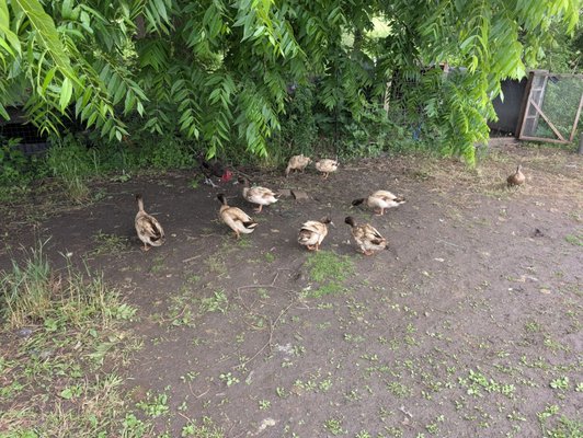 LT Organic Farm Restaurant by null