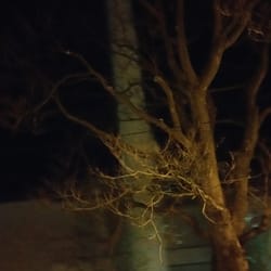 Müllverbrennungsanlage - I like the creepy or "urig" way this tree looks :-)