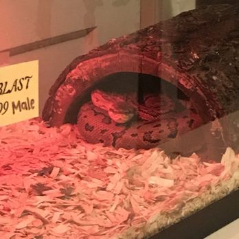 A Pet Salon - lemonblast male - Pet Groomers Near Me - Gonzales, Louisiana A Pet Salon - lemonblast male - Pet Groomers Near Me - Gonzales, Louisiana