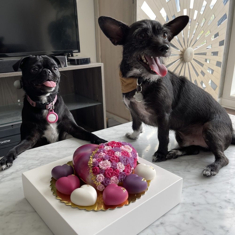 Mishka - Custom birthday cake - Pet Stores Near Me - San Francisco, California