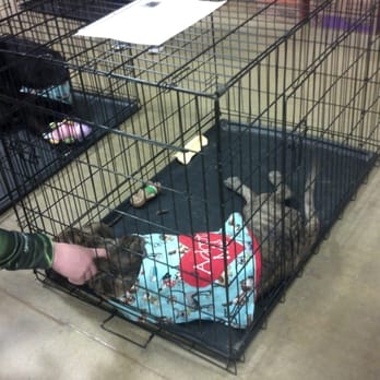 PetSmart Dog Training - Dog adoption day.. - Pet Stores Near Me - Augusta, Georgia