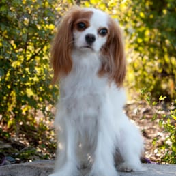 Dolly, from Shamrock Cavaliers.  The love of my life.
