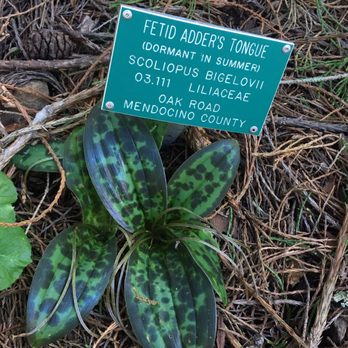 Regional Parks Botanic Garden at Tilden - Botanical Gardens Near Me - Berkeley, California
