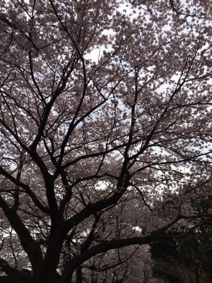 大宮第二公園 10 Photos Parks 大宮区寿能町 2 405 さいたま市 埼玉県 Japan Phone Number Yelp