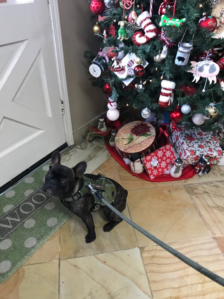 SPRINGDALE KENNELS 75 Photos & 83 Reviews 520 Giuffrida Ave, San