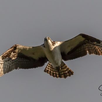 Wapato Park - Osprey On Flight - Parks Near Me - Tacoma, Washington