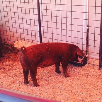 Marin County Fair - Festivals Near Me - San Rafael, California Marin County Fair - Festivals Near Me - San Rafael, California