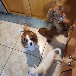 Kamuela Pet Care - do you have snaks