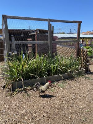 Florence Fang Community Farm by null