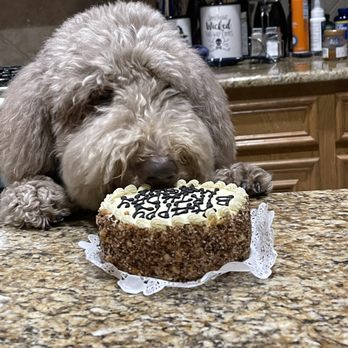 Three Dog Bakery - Rice Village - Birthday girl and cake - Pet Stores Near Me - Houston, Texas Three Dog Bakery - Rice Village - Birthday girl and cake - Pet Stores Near Me - Houston, Texas