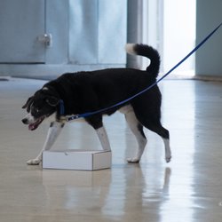 Best Behavior - Rio is hard at work in a NACSW container search.