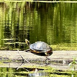 Chicora Tours - Cyprus Garden wildlife