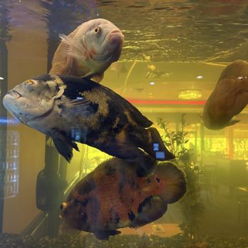 Formosa Garden - Sushi Bars Near Me - San Antonio, Texas