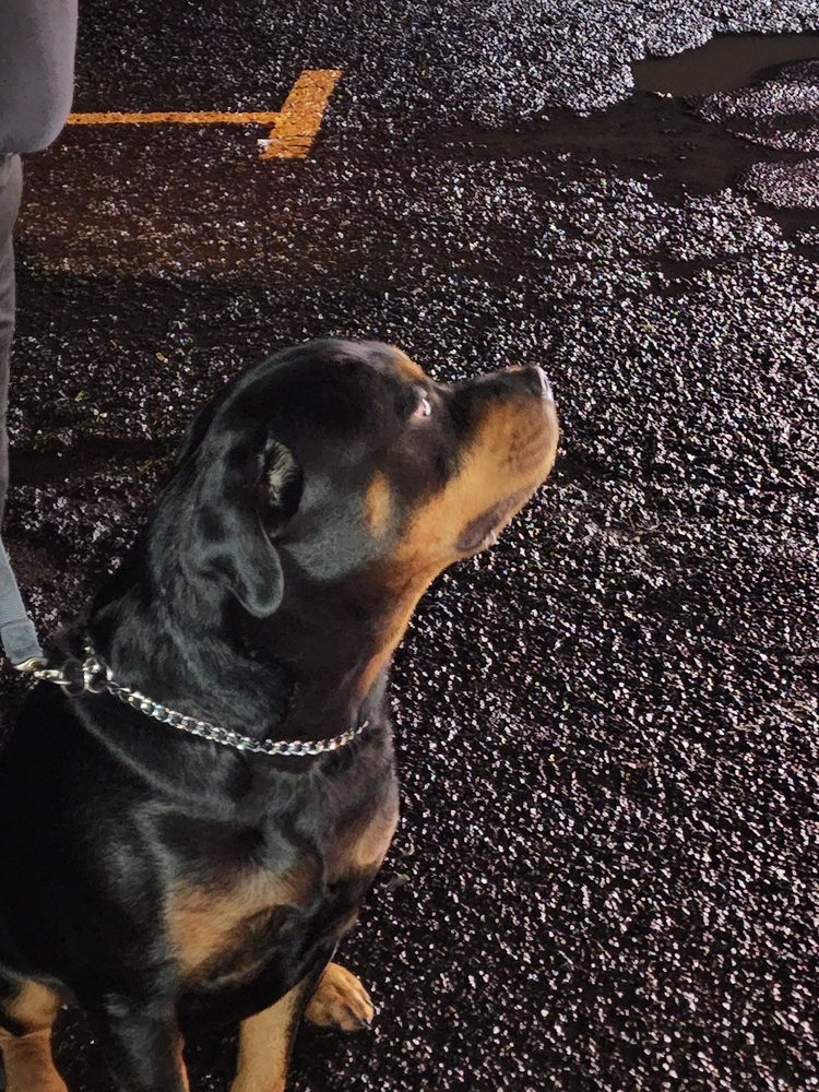 RR KENNELS Updated April 2024 11 Photos 1591 Rogue River Hwy