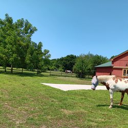 Spirits Promise Horse Rescue