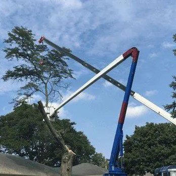 Cesar's Tree Service - Tree Services Near Me