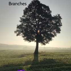 Emma Rose-Roberts Barnsley Acupuncture and Hypnotherapy - Stems and Branches specialist acupuncture