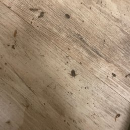 cockroaches cockroaches