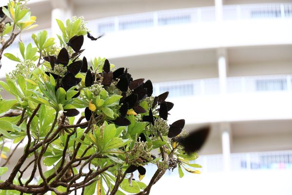 Hotel Nikko Guam by null