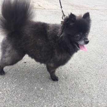 Pet Grooming By Alejandra - After Alejandra - Pet Groomers Near Me - Vallejo, California