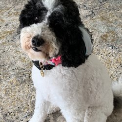 Pam's Doggie Do's And Kitties Too - Millie with her fancy feather!