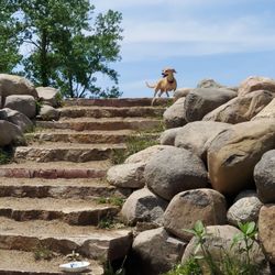 Prairie Wolf Off-Leash Dog Area - Jace on stairs