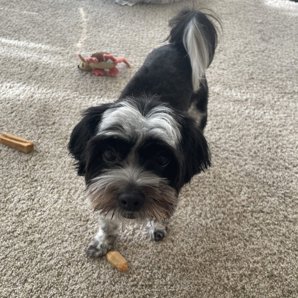 Recently groomed 9/30 Recently groomed 9/30