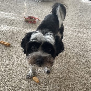 Posh Puppy - Recently groomed 9/30 - Pet Groomers Near Me - Burien, Washington