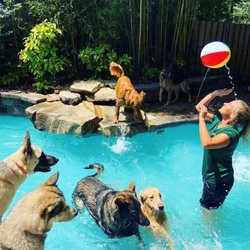 Safari Pet Resort