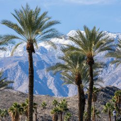 Palm Springs House Sitter