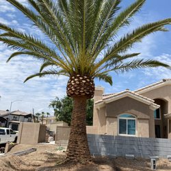 Julio Juarez Tree Trimming